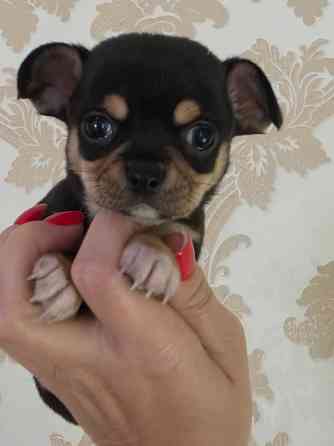 Мальчишки чихуахуа Донецк