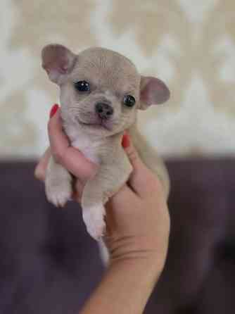 Мальчишки чихуахуа Донецк