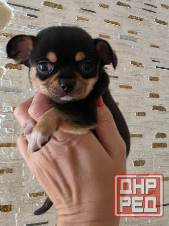 Мальчишки чихуахуа Донецк - изображение 3