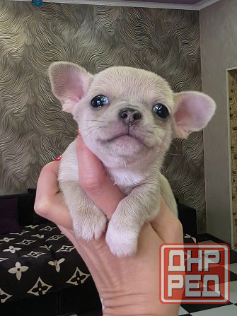 Мальчишки чихуахуа Донецк - изображение 2