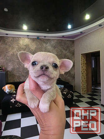 Мальчишки чихуахуа Донецк - изображение 1