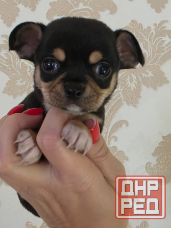 Мальчишки чихуахуа Донецк - изображение 4