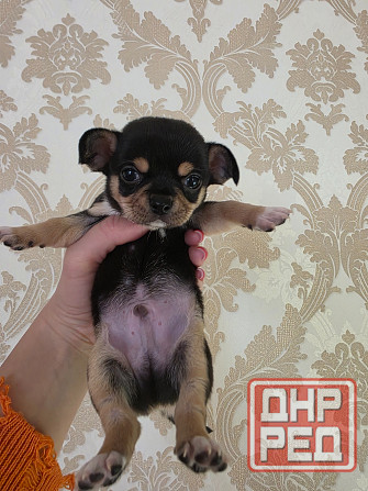 Мальчишки чихуахуа Донецк - изображение 5