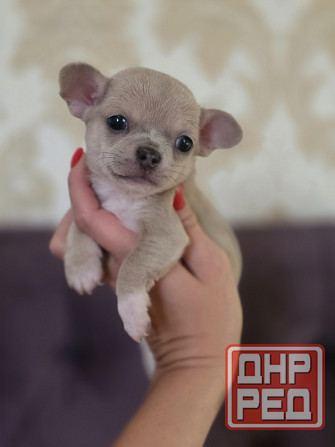 Мальчишки чихуахуа Донецк - изображение 6