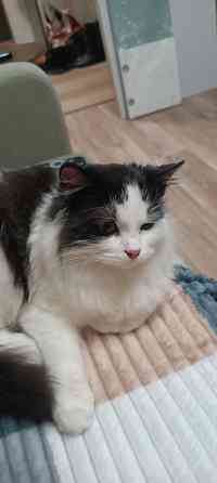 Котик в хорошие руки Донецк