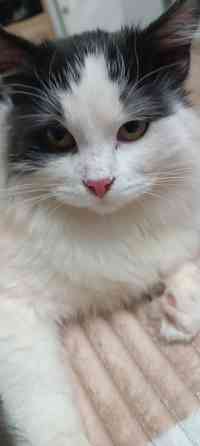 Котик в хорошие руки Донецк