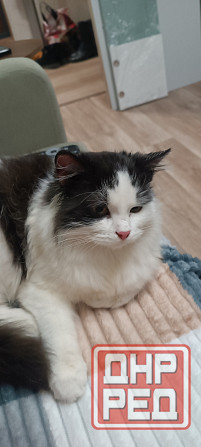 Котик в хорошие руки Донецк - изображение 2