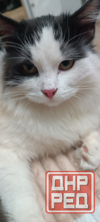 Котик в хорошие руки Донецк - изображение 1