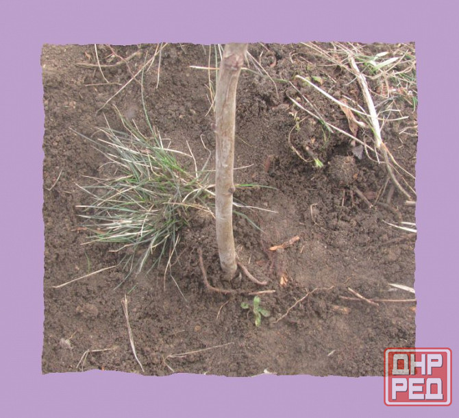 На компьютере "Парус" вещи* Донецк - изображение 1