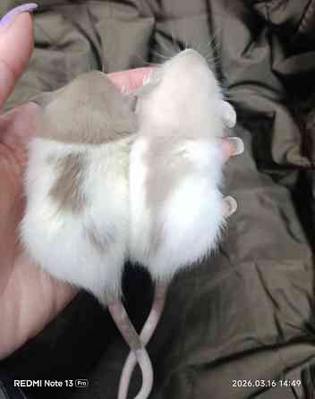 Дамбо Макеевка