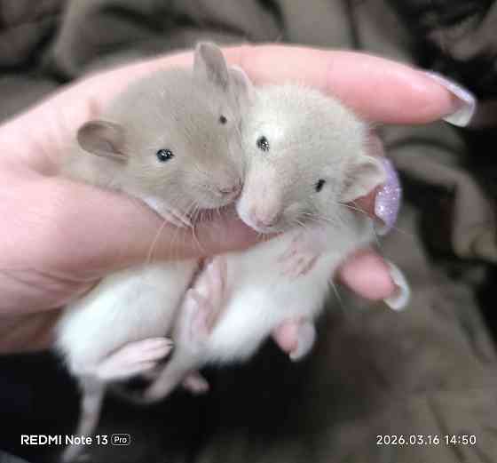 Дамбо Макеевка