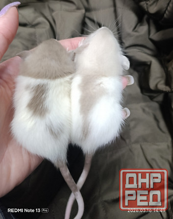 Дамбо Макеевка - изображение 2