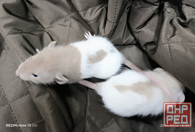 Дамбо Макеевка - изображение 3