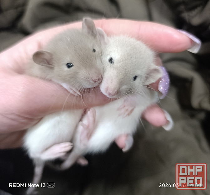 Дамбо Макеевка - изображение 1