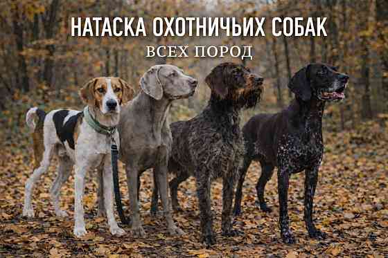 Натаска охотничих собак Донецк
