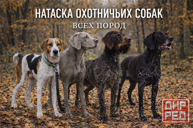 Натаска охотничих собак Донецк - изображение 1