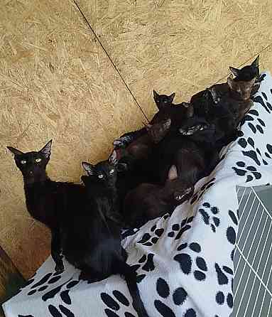 Продаю ориентальных кошек Донецк