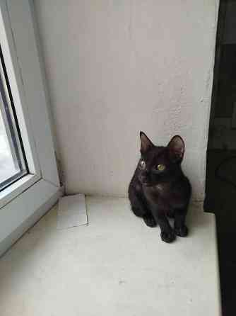 Продам ориентального черного котенка Донецк