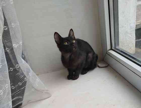 Продам ориентального черного котенка Донецк