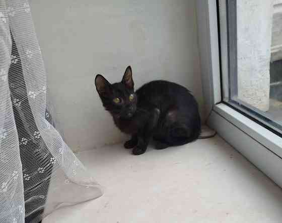 Продам ориентального черного котенка Донецк