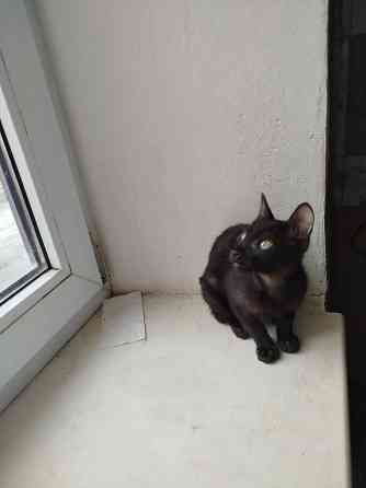 Продам ориентального черного котенка Донецк