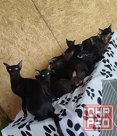 Продаю ориентальных кошек Донецк - изображение 1