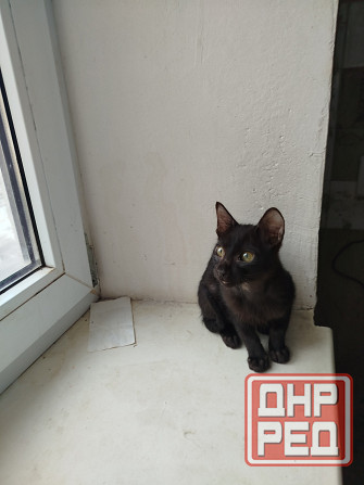 Продам ориентального черного котенка Донецк - изображение 3