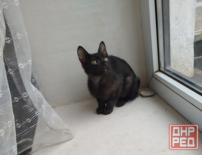 Продам ориентального черного котенка Донецк - изображение 1
