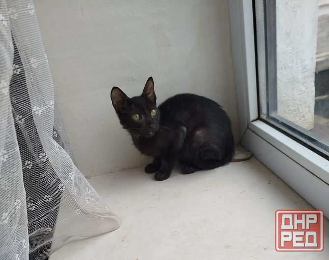 Продам ориентального черного котенка Донецк - изображение 2