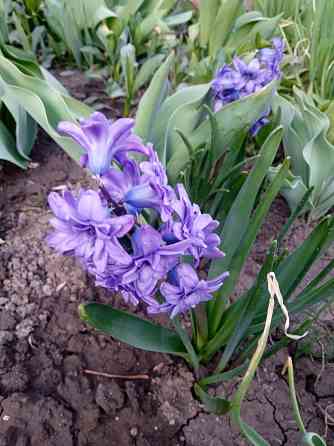 Царская корона, тюльпаны, пион, гиацинты Донецк