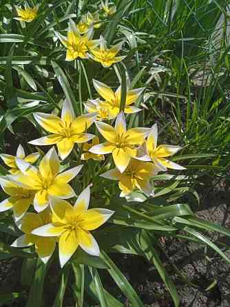 Царская корона, тюльпаны, пион, гиацинты Донецк