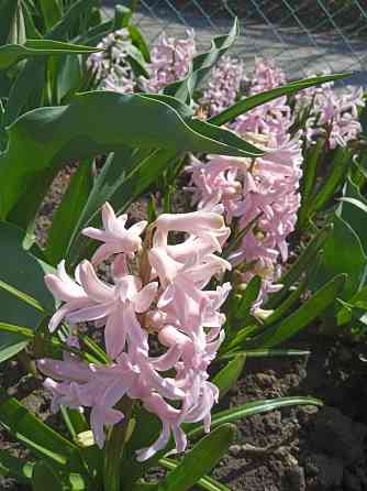 Царская корона, тюльпаны, пион, гиацинты Донецк