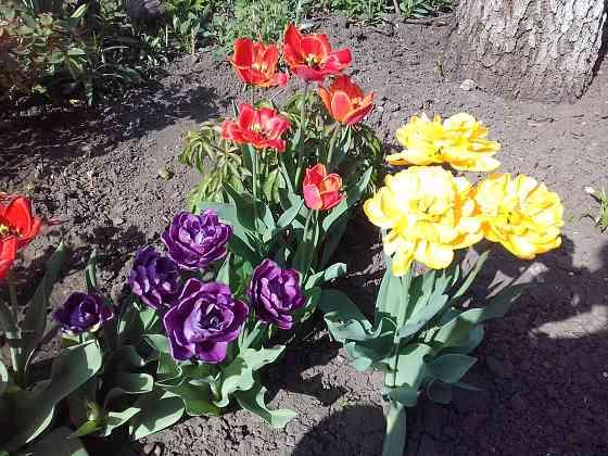 Царская корона, тюльпаны, пион, гиацинты Донецк