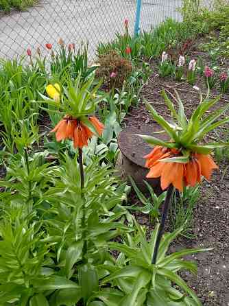 Царская корона, тюльпаны, пион, гиацинты Донецк