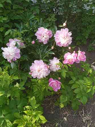 Царская корона, тюльпаны, пион, гиацинты Донецк