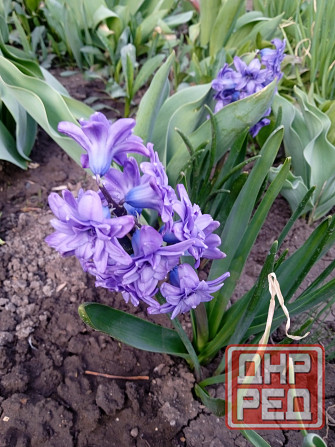 Царская корона, тюльпаны, пион, гиацинты Донецк - изображение 2