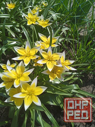 Царская корона, тюльпаны, пион, гиацинты Донецк - изображение 3