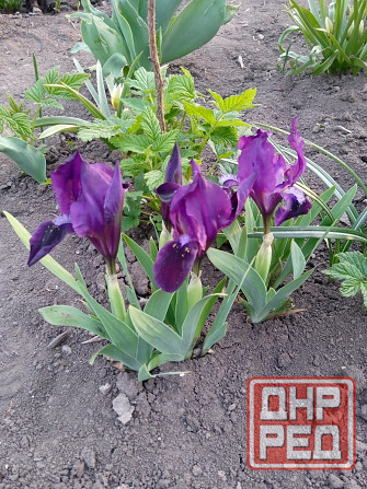 Царская корона, тюльпаны, пион, гиацинты Донецк - изображение 7