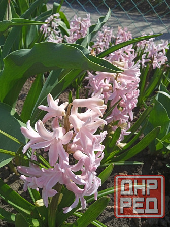 Царская корона, тюльпаны, пион, гиацинты Донецк - изображение 4