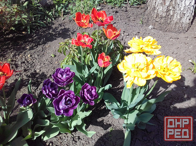 Царская корона, тюльпаны, пион, гиацинты Донецк - изображение 6