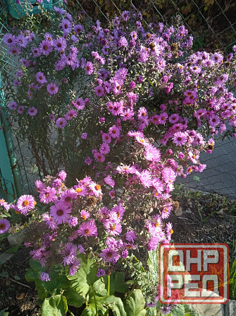 Царская корона, тюльпаны, пион, гиацинты Донецк - изображение 8