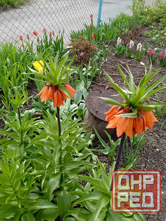 Царская корона, тюльпаны, пион, гиацинты Донецк - изображение 1