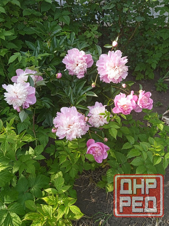 Царская корона, тюльпаны, пион, гиацинты Донецк - изображение 5