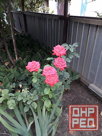 Продам дом с земельным участком в г. Иловайск Иловайск - изображение 10