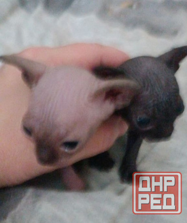 Сфинкс котята Донецк - изображение 1