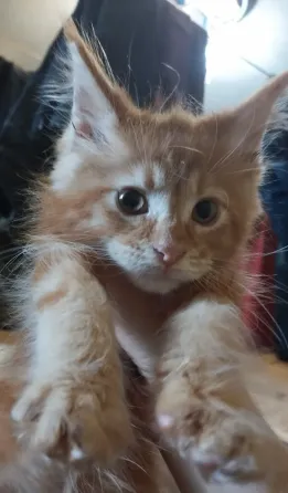 Котята Мейн куна Донецк