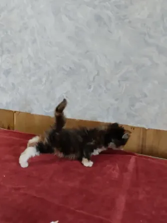 Кошечка Мейн куна Донецк