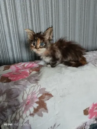 Кошечка Мейн куна Донецк