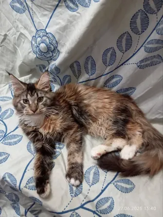 Кошечка Мейн куна Донецк