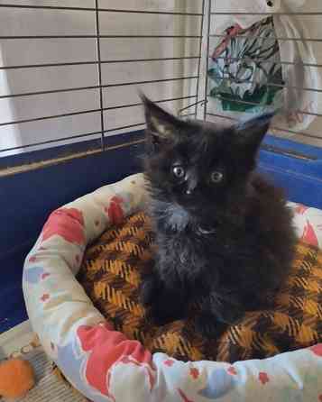 Котики Мейн куна Донецк